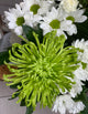 Classic White  Lily Bouquet (5)